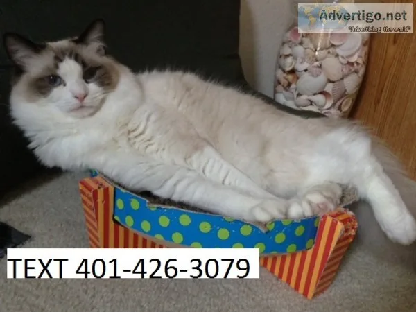 Beautiful blue point ragdoll kittens