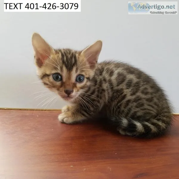 Yfgd bengal m/f kittens for easter