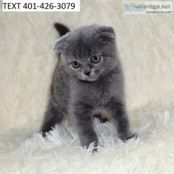 Luxury scottish fold kittens