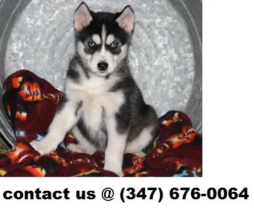Doris alaskan malamute puppies