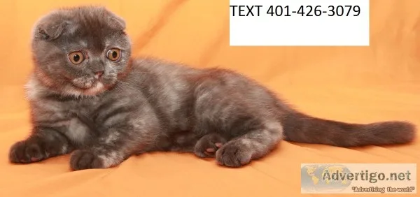 Fdrts scottish fold kittens m/f awesome