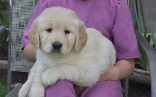 Lynch both m/f golden retriever puppies 