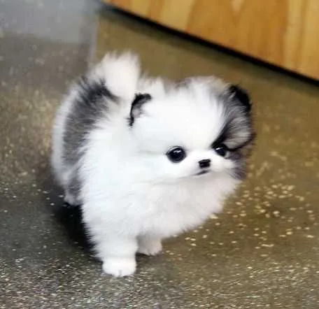  teacup pomeranian puppies ready for new