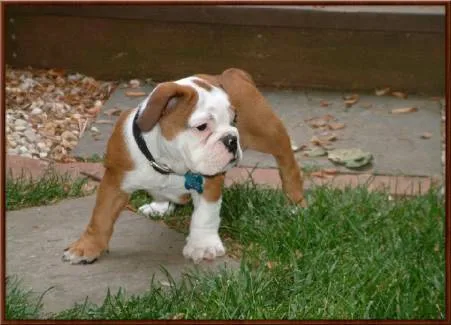 English bulldog puppies