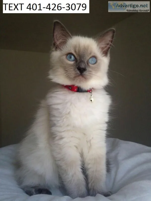 Ragdoll kittens champion bloodlines 