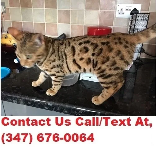 Pearson both m/f- bengal kittens