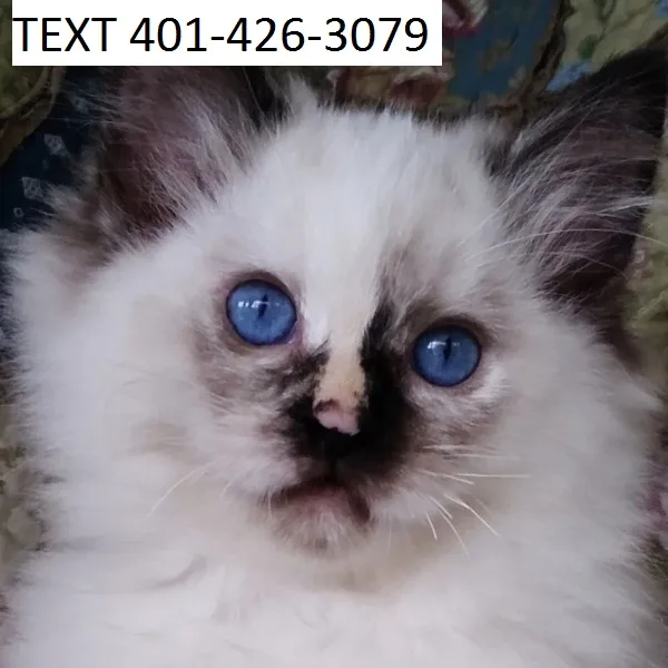 Tfgt ragdoll kittens litter trained m/f