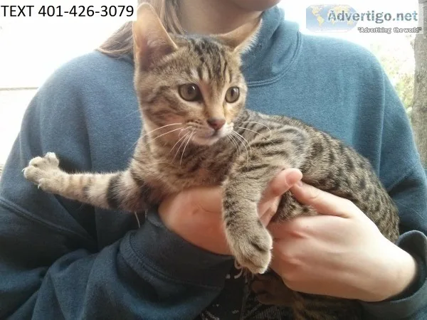 Friendly bengal kittens m/f