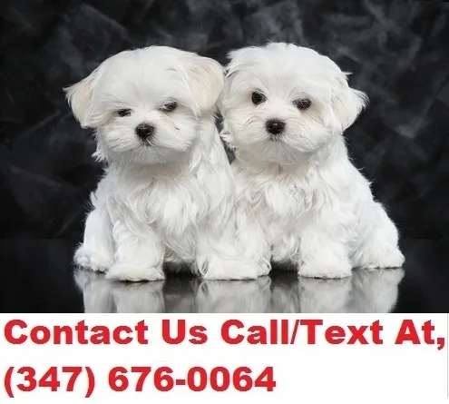 Lynch both m/f maltese puppies availabl