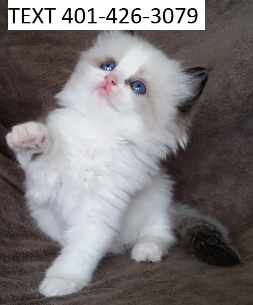 Well-socialized ragdoll kittens m/f