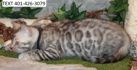Bengals kittens are here 