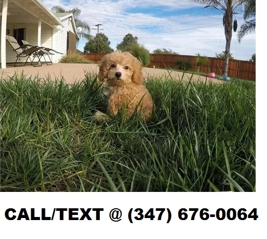 Lynch both m/f cavapoo puppies availabl