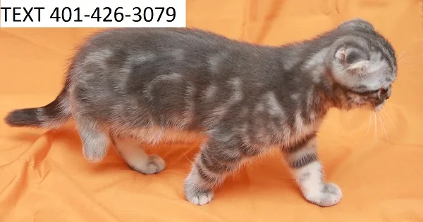 Lovely scottish fold kittens