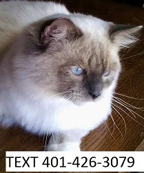 Tica registered ragdoll kittens 