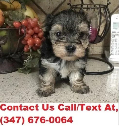 Lynch both m/f yorkie puppies available 