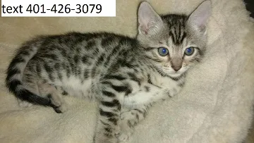 Unique bengal kittens adorable