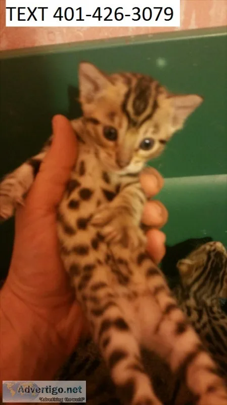 Gorgeous bengal kittens available 