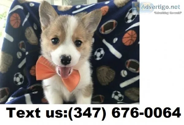 Doris m/f pembroke welsh corgi puppies