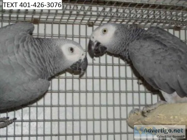 Proven african grey pair 