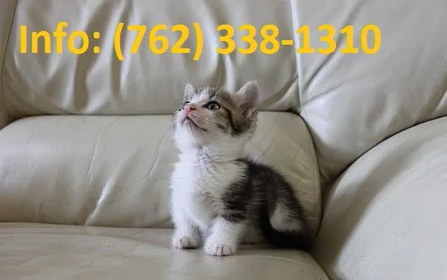 Tjaksb munchkin kittens for sale 