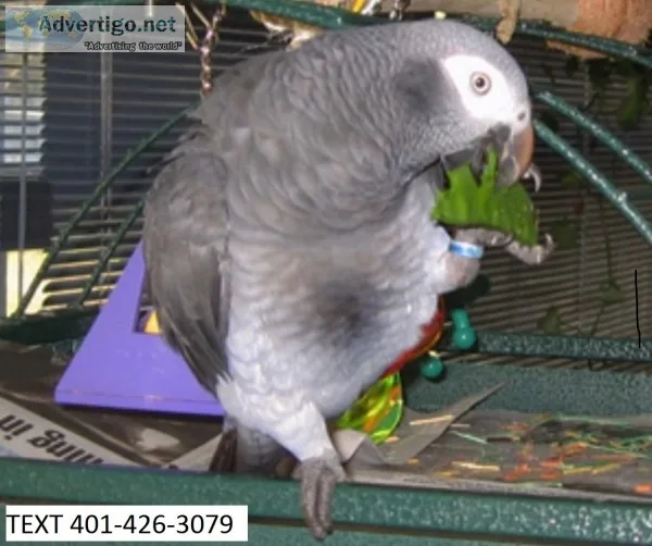Hand fed congo african grey babies