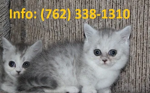 Nladvm munchkin kittens for sale 