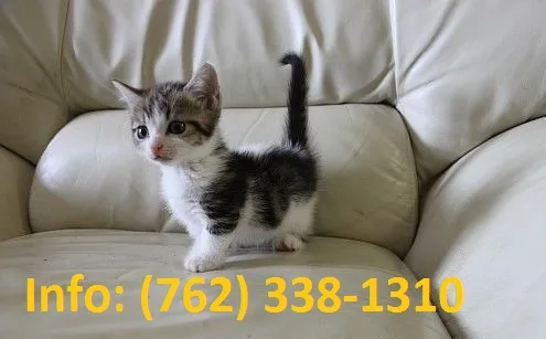 Vlakd munchkin kittens for sale 