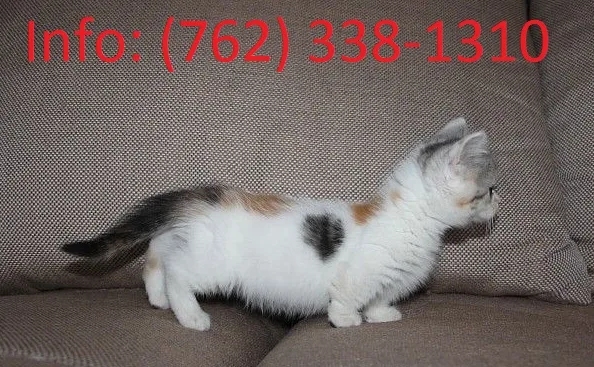 Jwprh munchkin kittens for sale 