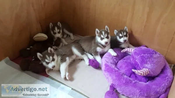  marvelous male and female husky puppies