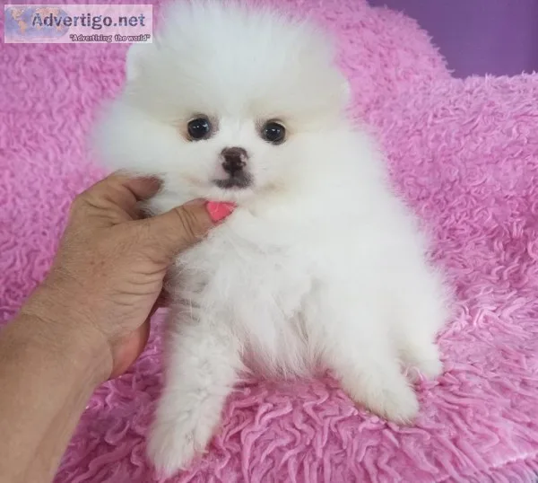 Pomeranian puppies for adoption
