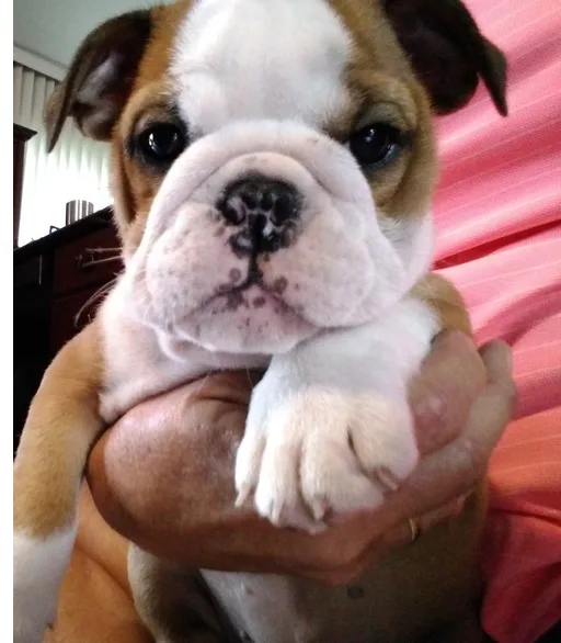 Akc male and female english bulldog pups