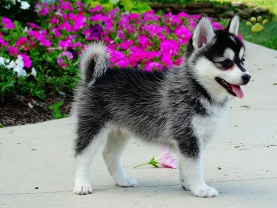 Offering : cute and super lovely pomsky 
