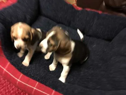  beaglier puppies (beagle/cavalier king 