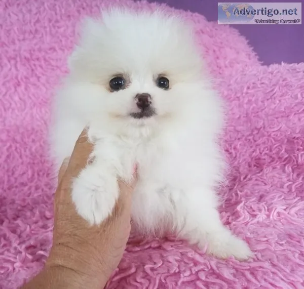 Pomeranian puppies for adoption