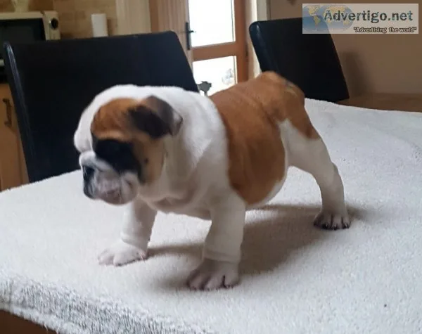 Akc male and female english bulldog pups