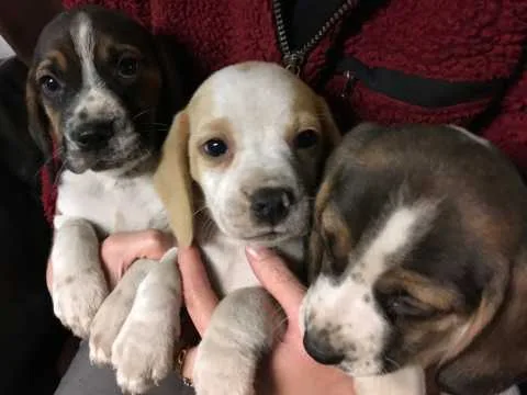 beaglier puppies (beagle/cavalier king 