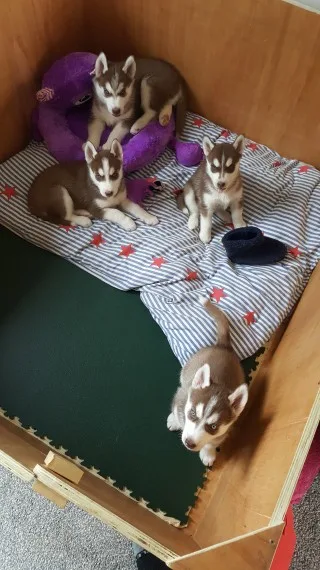  marvelous male and female husky puppies