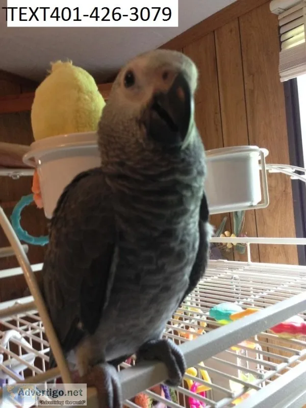 Bonded pair of african grey s