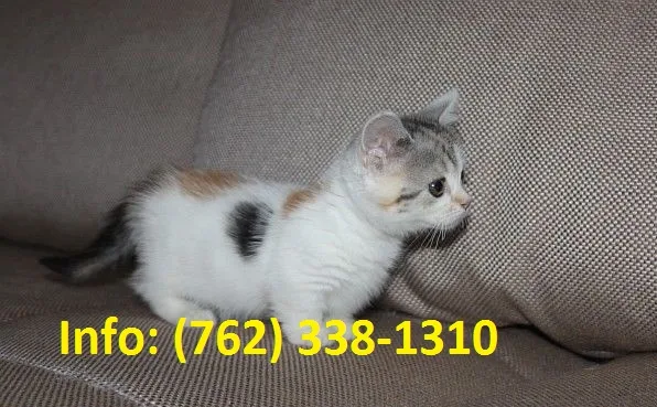 Fnsmw munchkin kittens for sale 