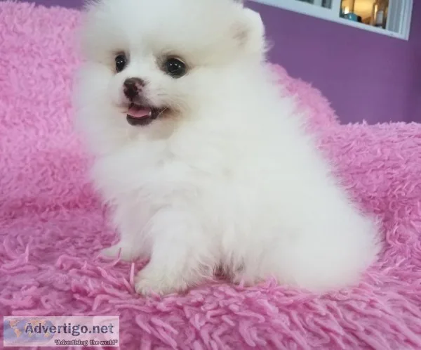 Pomeranian puppies for adoption