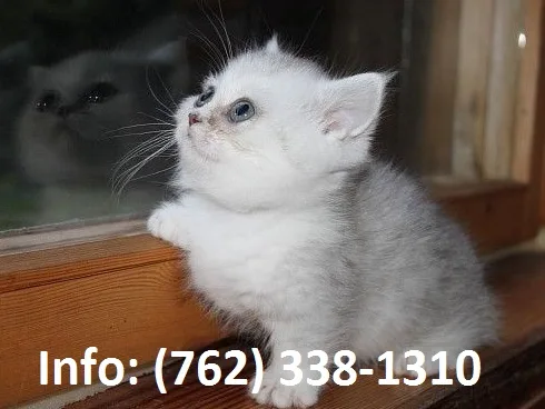 Kesyj munchkin kittens for sale 