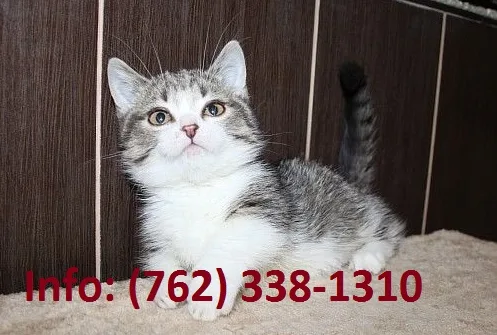 Hrpsif munchkin kittens for sale 