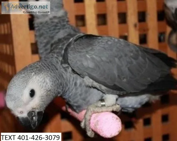 Talking african grey parrots m/f healthy
