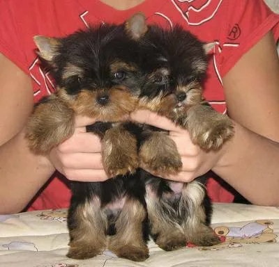  yorkshire terrier puppies now ready for