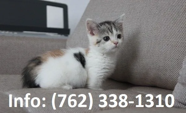 Glsmr munchkin kittens for sale 