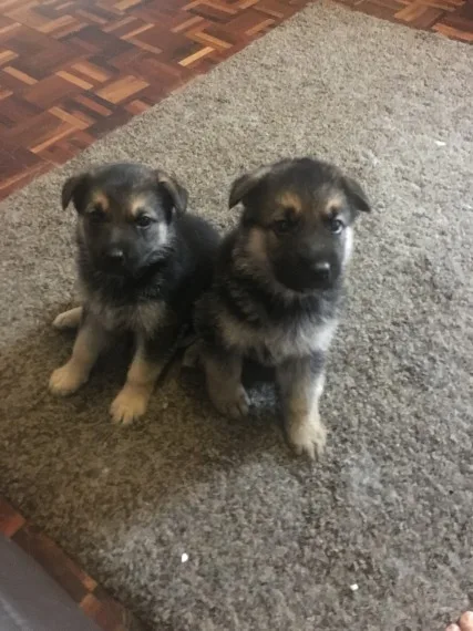 adorable akc male and female german she