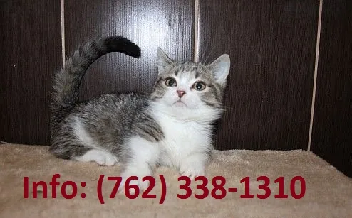 Whjk munchkin kittens for sale 