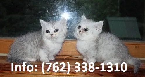 Qlwgr munchkin kittens for sale 
