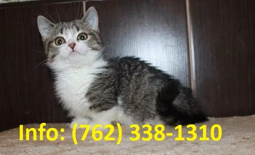 Pldmg munchkin kittens for sale 