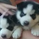  home raised male and female siberian hu